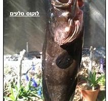 כשעורכי דין פונים ברשת אל לקוחות הזהב שלהם – הם מתחילים להרוויח!